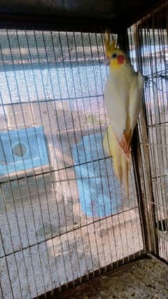 cream cockatiel 1 male with 2 female 0