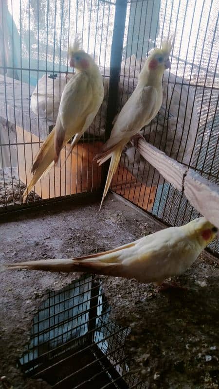 cream cockatiel 1 male with 2 female 1