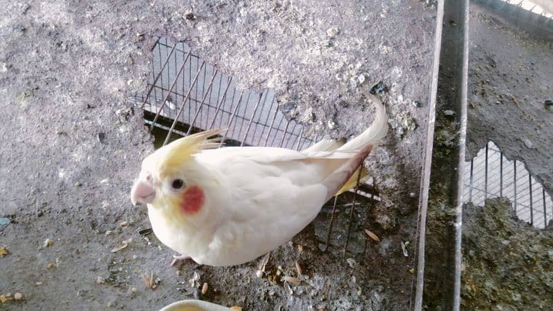 cream cockatiel 1 male with 2 female 2