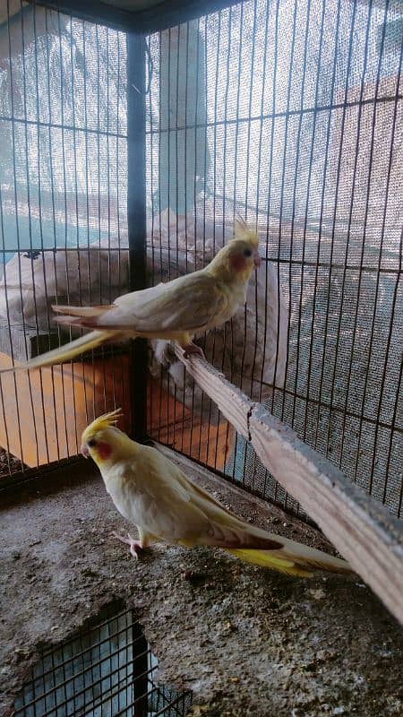 cream cockatiel 1 male with 2 female 3