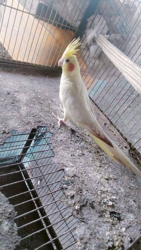 cream cockatiel 1 male with 2 female 4