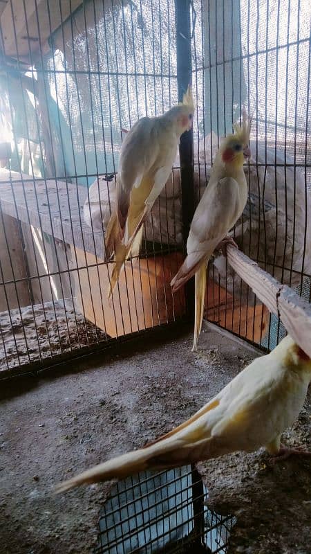 cream cockatiel 1 male with 2 female 5