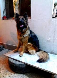 German shephard female