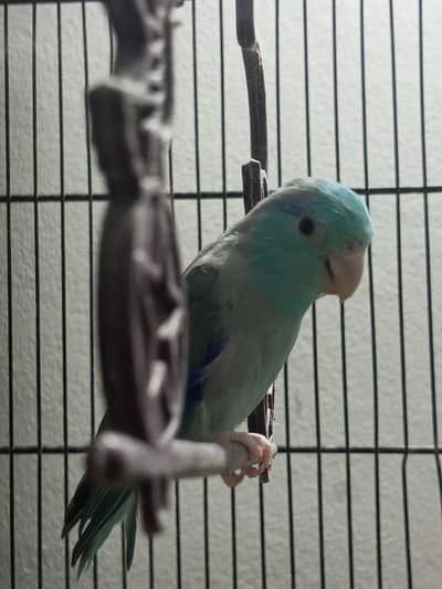 parrotlet forpus ready to breed male