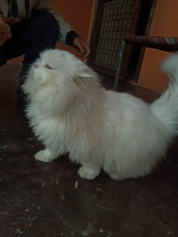 Persian Male Cat 1