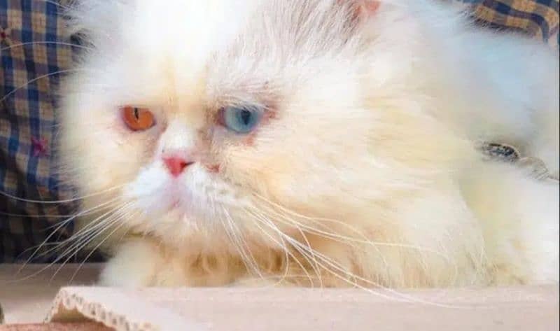 Persian Male Cat 2