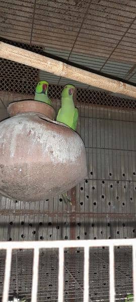 Green ringneck breeder pairs 0