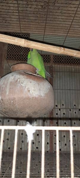 Green ringneck breeder pairs 1