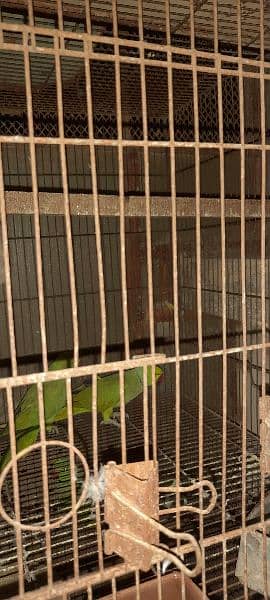 Green ringneck breeder pairs 4