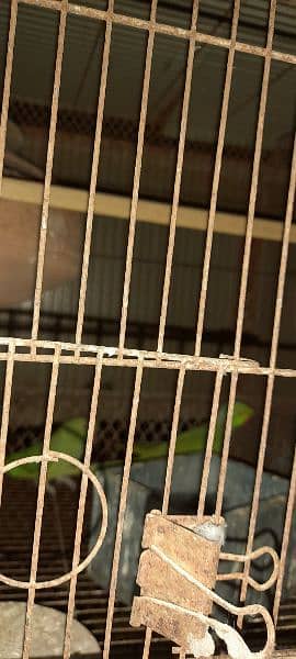 Green ringneck breeder pairs 5