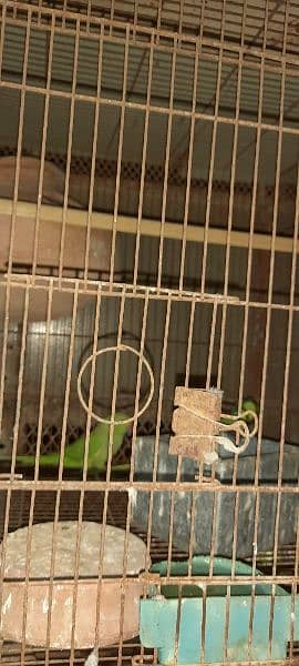 Green ringneck breeder pairs 7