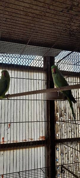 Green ringneck breeder pairs 8