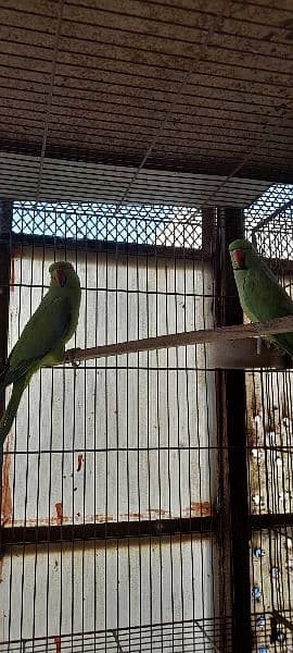 Green ringneck breeder pairs 9