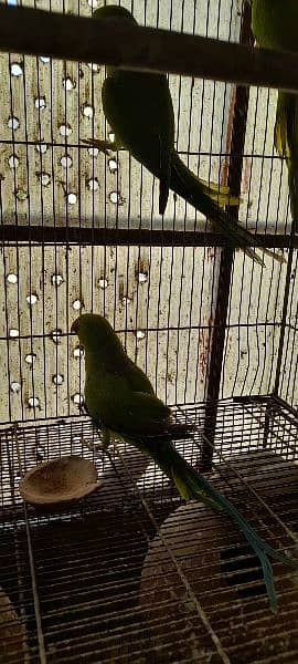 Green ringneck breeder pairs 10