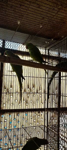 Green ringneck breeder pairs 11