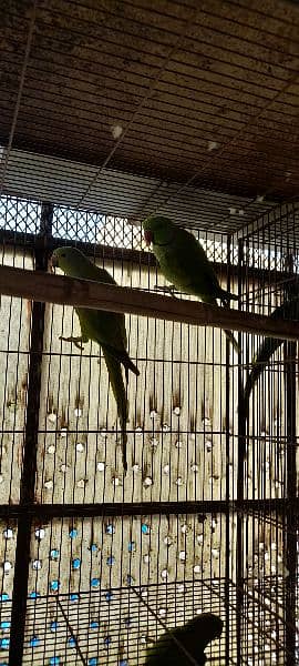 Green ringneck breeder pairs 12