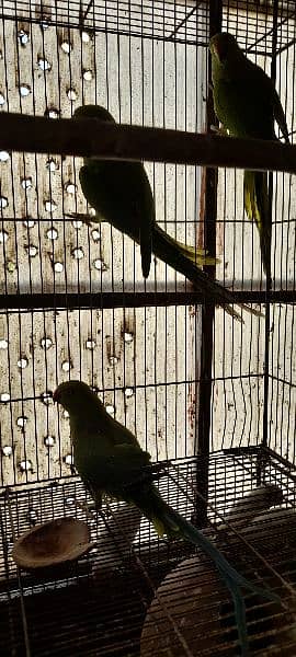 Green ringneck breeder pairs 13