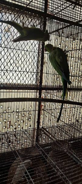 Green ringneck breeder pairs 14