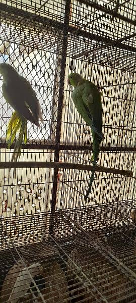 Green ringneck breeder pairs 15