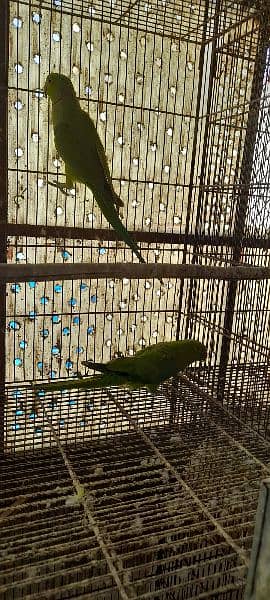 Green ringneck breeder pairs 16