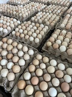 Desi Eggs For Sale