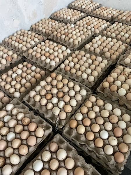 Desi Eggs For Sale 2