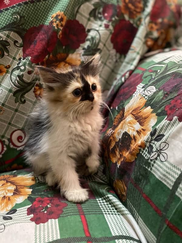 Persian kitten 1