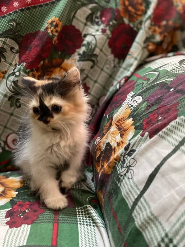 Persian kitten 2