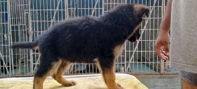 German shepherd puppies for sale