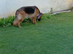 Long coat German Shepherd Breeder