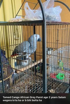 AFRICAN CANGO GREY PARROT RED FACTOR FOR SALE