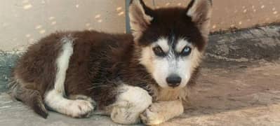 Huski Dog 2 3 month Puppy For sale 1 Blue Eyes 1 Brown