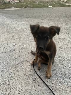 German shepherd puppy