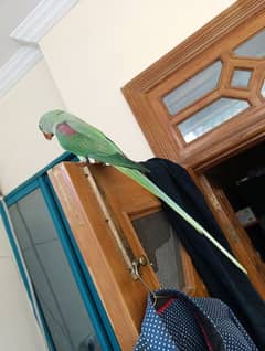 raw parrot full active