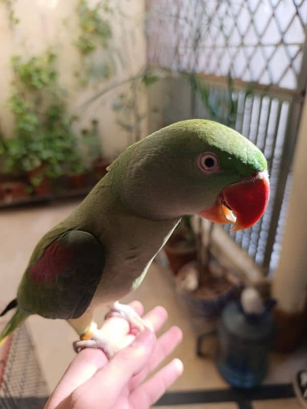 raw parrot full active 2