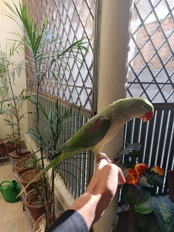 raw parrot full active 3