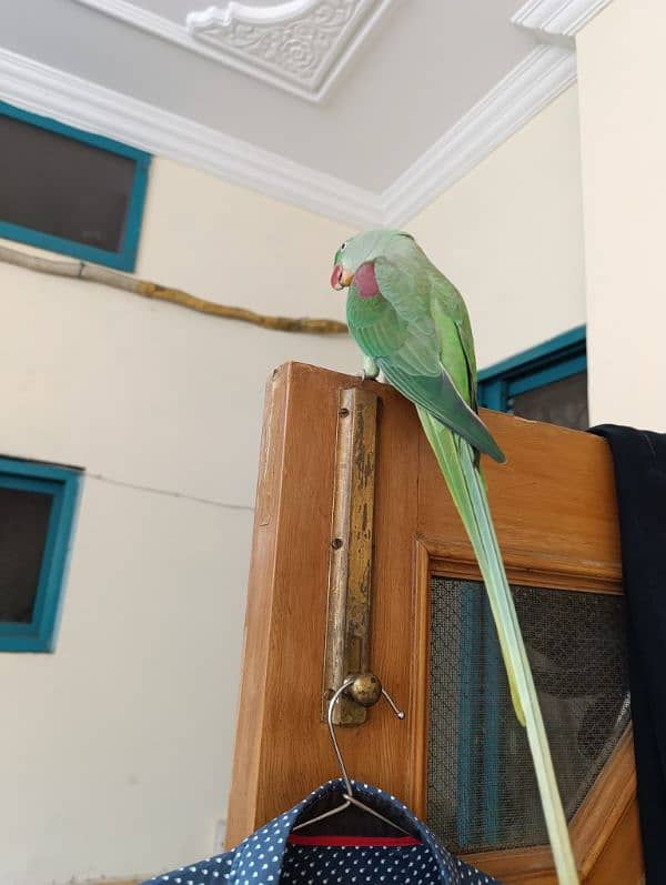 raw parrot full active 4