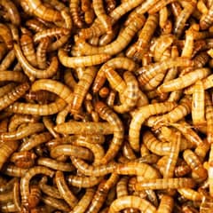 worms Available best fish hen food