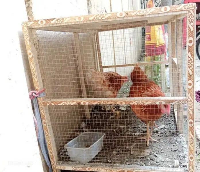 HENS CAGE FOR SALE IN REASONABLE PRICE 1