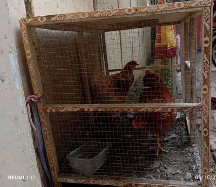 HENS CAGE FOR SALE IN REASONABLE PRICE 2