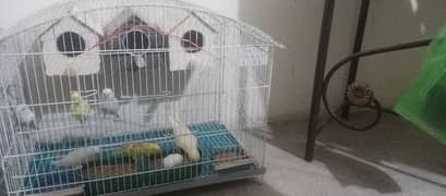 budgies parrot and red eyes parrot