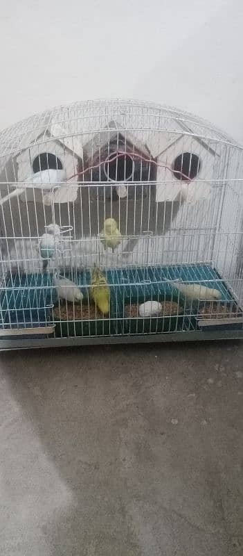 budgies parrot and red eyes parrot 2