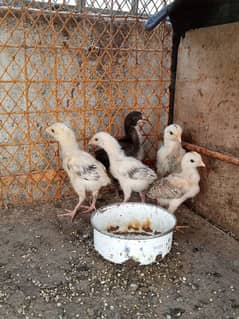 5 Aseel chicks