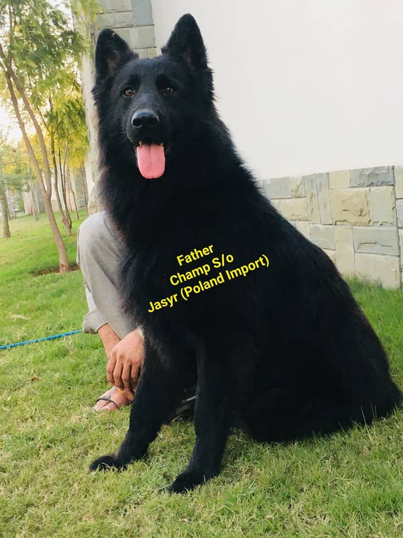 BLACK GERMAN SHEPHERD female For Sale | Daughter Of imported Jessy 1