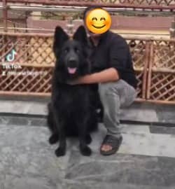 BLACK GERMAN SHEPHERD female For Sale | Daughter Of imported Jessy 14