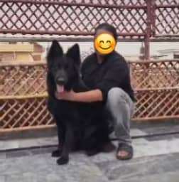 BLACK GERMAN SHEPHERD female For Sale | Daughter Of imported Jessy 6