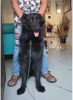 BLACK GERMAN SHEPHERD female For Sale | Daughter Of imported Jessy 10