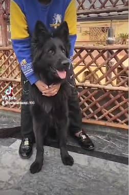 BLACK GERMAN SHEPHERD female For Sale | Daughter Of imported Jessy 13