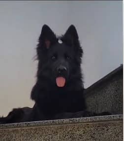 BLACK GERMAN SHEPHERD female For Sale | Daughter Of imported Jessy 5