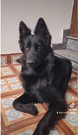 BLACK GERMAN SHEPHERD female For Sale | Daughter Of imported Jessy 7